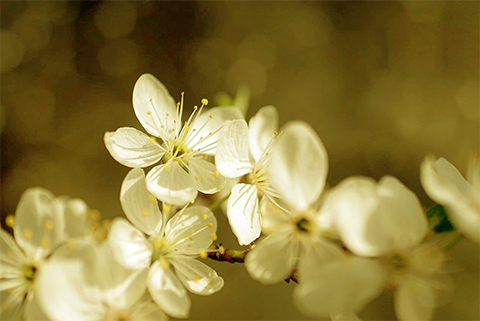flores blanca sobre fondo negro